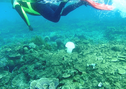 Diving in Mafia Island