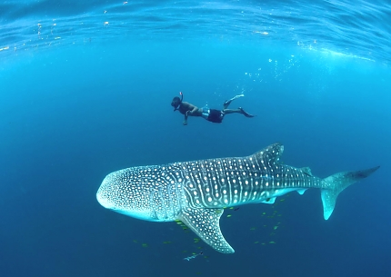 Mafia Island Whale Shark