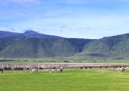 Wildlife in the Ngorongoro Crater