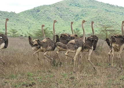 Ostriches in Mkomazi National Park