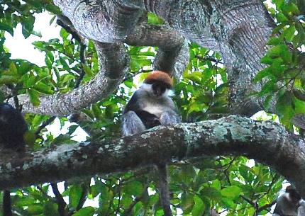 Red Colobus in Udzungwa Mountains National Park