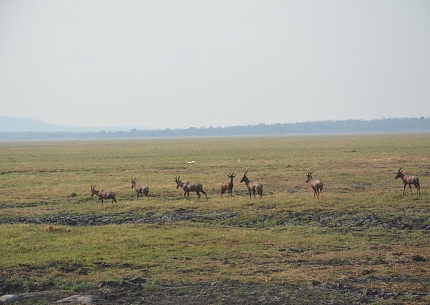 Topis in Katavi National Park