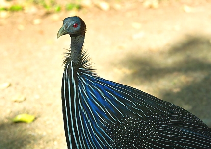 Vulturing Guineafowl in Mkomazi National Park