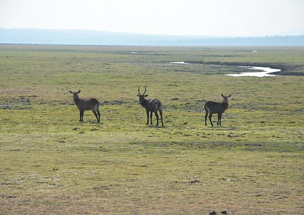 Waterbucks in Katavi National Park