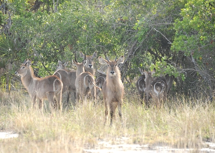 Waterbuck in Saadani National Park