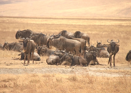Wilderbeasts in Ngorongoro Crater