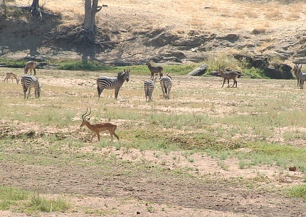 Wildlife in Selous Game Reserve