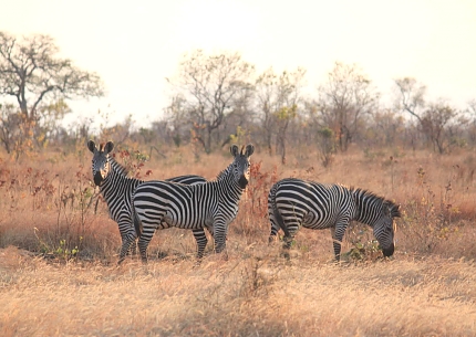 Zebras in Mikumi National Park